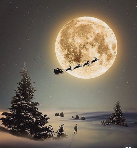 Full Moon, The Sky, The Moon, Trees, Moon, Christmas