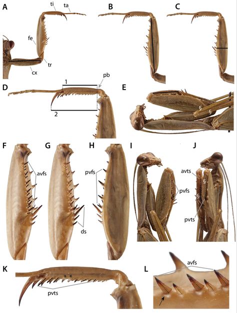 Praying Mantis Wings, Mantis Anatomy, Pray Mantis, Insect Anatomy, Weird Insects, Insect Photography, Cool Bugs, Praying Mantis, Beautiful Bugs