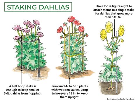 Dahlia Flower Garden, Cut Flower Farm, Dahlias Garden, Growing Dahlias, Fall Flower Arrangements, Garden Planner, Cut Flower Garden, Dahlia Flower, Garden Borders