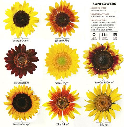 Growing sunflowers: http://www.sunflowerguide.com/              http://www.gardenersnet.com/vegetable/sunflowr.htm Different Kinds Of Sunflowers, Different Sunflower Types, Different Types Of Sunflowers, Sunflower Landscaping, African Sunflower, Sunflower Types, Sunflower Garden Ideas, Sun And Sunflower, Sunflower Meaning