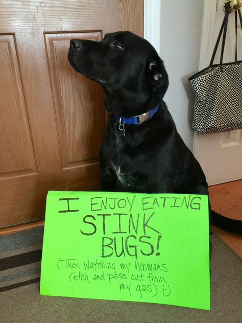 Stop Bugging Me Dog Shaming Pictures, Dog Shaming Funny, Animal Shaming, Stink Bugs, Dog Jokes, Cute Animal Memes, Dog Shaming, Black Labrador Retriever, Dog Rules