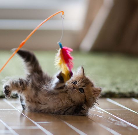 Cats Love Play, Alone or With Their Human: Kitten Playing With Feather Toy International Cat Day, What Cat, Kitten Care, Kittens Playing, Cat Facts, Cat Playing, Crazy Cat Lady, Cat Day, Cat Pics