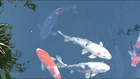 via GIFER Koi Fish Animation, Fish Swimming Gif, Koi Fish Gif, Koi Video, Swimming Reference, Nitro Banner, Swimming Gif, Fish Gif, Fish Banner