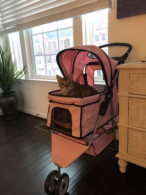 Got a stroller for our cat to take her on walks when she isnt feeling her harness Stroller Aesthetic, Cat Stroller, 2024 Vision, All About Cats, Cat Pin, Shopping Cart, Stroller, Baby Strollers, Cute Cats