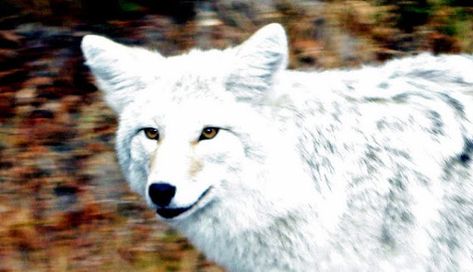 White Wolf : National Geographic Releases Rare Images of Leucistic Coyote White Coyote, Wolf White, Rare Images, Wild Wolf, Newfoundland And Labrador, White Wolf, Nature Wildlife, Animal Companions, Newfoundland