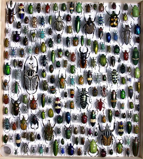 Awesome Beetle collection by Serrator, via Flickr Preserving Insects, Beetle Pinning, Beetle Display, Entomology Decor, Beetle Photo, Beetle Collection, Bug Taxidermy, Wet Specimen, Bug Collection