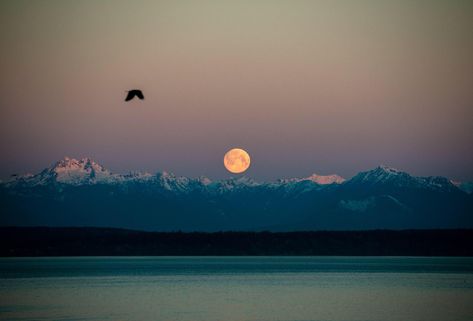 In honor of Apollo 11 the moon setting over the Olympic Mountains at sunrise [OC] Seattle Landscape, Morning Moon, Olympic Mountains, Bird Flying, Moon Setting, Planetary Science, Apollo 11, National Photography, Here On Earth