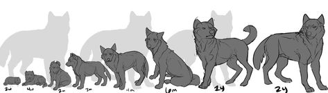 Kawaii, Wolf Anatomy, Canine Anatomy, Wolf Base, Wolf Pups, Wolf Drawings, Wolf Warriors, Canine Drawing, Dog Anatomy