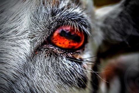 Goat Eyes Goat Eyes, Weird Eyes, Eye Project, Dnd Ocs, Black Goat, Goat Art, Raising Goats, Dark Art Tattoo, A Goat