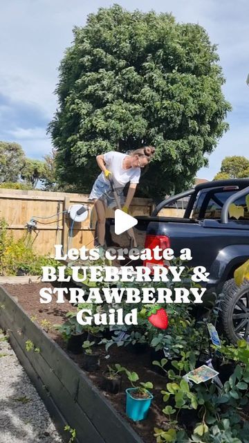 Jodie Dorsch on Instagram: "I'm super excited about this space!!! FIRSTLY because this raised bed is the focal point at the entrance to my garden.

So naturally, I want it to make a statement & look stunning and inviting. 

And secondly we are a BERRY family. We LOVE all the berries and eat a lot in smoothies and fresh. 

So what's going in this bed, first up the plant list. 👇

🌿Middle layer- Blueberrys & flowers these gorgeous shrubs will be the focal point of the garden surrounded by gorgeous tall flowers for the polinators. 

🌿Medium layer- Either side of the blueberrys in front will be a mix of garlic, lettuce, Calendula & beetroot. 

🌿Front of bed on both sides will have strawberry plants cascading over the edge. To achieve this look I have filled the soil to the VERY top of the r Blueberry Bed, Medium Layer, Strawberry Beds, Eat A Lot, Strawberry Garden, Tall Flowers, Strawberry Plants, Over The Edge, Plant List