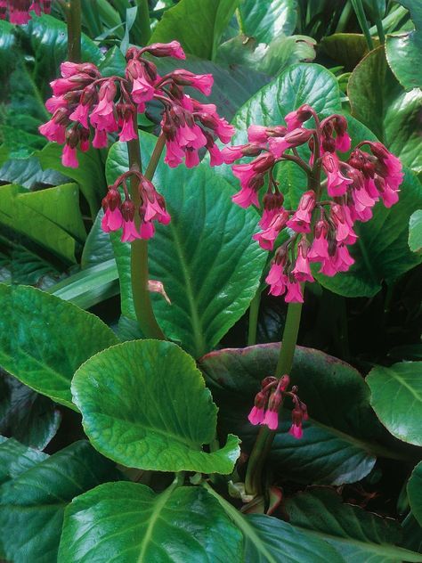 Discover spring blooming perennials, including bluebells and bleeding heart, from the experts at HGTV Gardens. Flowering Shrubs For Shade, Shade Annuals, Dry Shade Plants, Garden Shade, Bog Plants, Shade Shrubs, Shade Garden Plants, Hgtv Garden, Pretty Garden