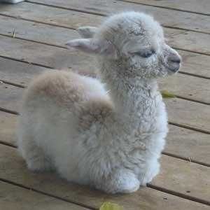 We All Need Some More Baby Alpacas (And Llamas) In Our Lives - I Can Has Cheezburger?