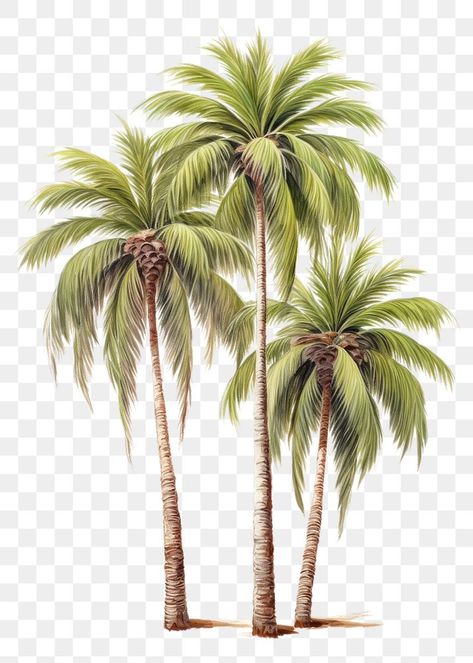 Plant White Background, Png Shadow, Tree Psd, Trees Drawing, Dates Tree, Palm Tree Png, Palm Tree Drawing, Digital Graphics Art, Classroom Background