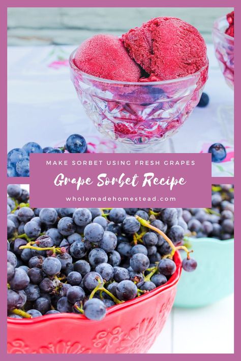 Homegrown grapes are incredibly delicious. But if you have an abundance and don’t know what to do with them, try turning them into a grape sorbet. What To Do With Homegrown Grapes, Homegrown Grape Recipes, Concord Grapes Recipes, What To Do With Grapes From Vine, Cooking With Grapes, What To Make With Grapes, Fresh Grapes Recipes, Grape Recipes Healthy, What To Do With Grapes