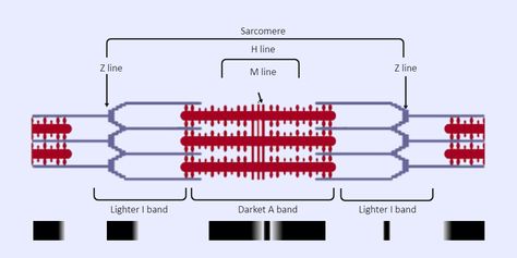 Sarcomere Labeled Sarcomere Diagram, Science Diagrams, Laboratory Equipment, Paper Illustration, Self Assessment, Educational Materials, Student Learning, Biology, Line Chart