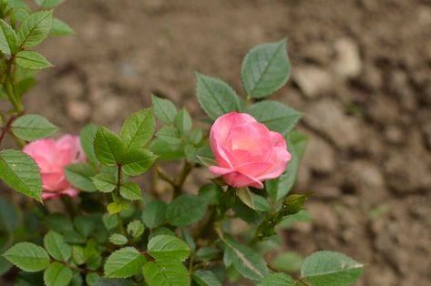 When you care for a Kordana rose, you want to give it plenty of light and keep the soil consistently moist. Regular fertilizing gives these miniature roses the nutrients they need. Kordana Rose, Potted Roses, Rose Fertilizer, Miniature Roses, Rose Plant, Rose Care, Growing Roses, Planting Roses, Mini Roses