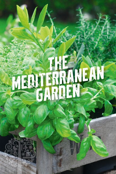 Want to try the Mediterranean diet? Start by growing your own garden! Fresh vegetables are key to this healthy and delicious eating plan. Learn more: #MediterraneanDiet #Garden Mediterranean Vegetable Garden, Mediterranean Herb Garden, Garden Rows, Greek Vegetables, Mediterranean Herbs, Mediterranean Vegetables, Growing A Garden, Grow A Garden, Log Planter