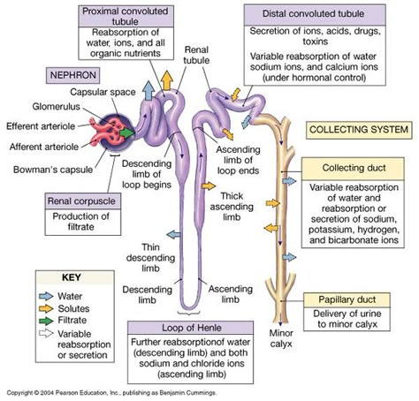 Una nefrona para el tablero de Pinterest Renal Anatomy And Physiology, Kidney Structure And Function, Urinary System Anatomy Physiology, Renal System Physiology, Nephron Structure And Function, Structure Of Nephron Diagram, Structure Of Nephron, Renal Tubule, Kidney Physiology