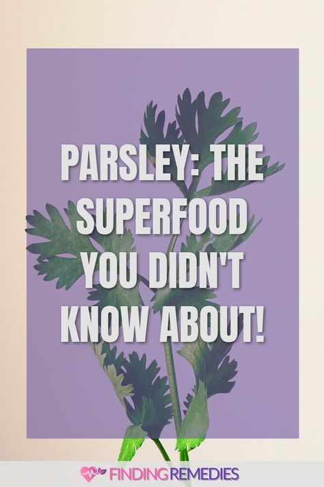 Parsley: The Superfood You Didn't Know About! Benefits Of Parsley, Holiday Seafood Recipes, Smoked Seafood, Parsley Benefits, Health Benefits Of Fruits, Homemade Fruit Leather, Seafood Sandwiches, Detoxing Your Body, Dr Gundry