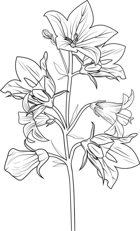 Bluebell line drawing, Cute flower coloring pages, Black outline drawing is perfect for coloring pages or books for children or adults. bellflower Bellflower Drawing, Bluebell Drawing, Flower Outline Drawing, Bluebells Flower, Blue Bell Flowers, Flower Outline, Outline Drawing, Books For Children, Outline Drawings