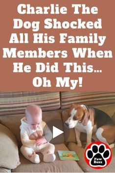 Laughing Hysterically, Fall Cats, Cute Funny Babies, Thigh Recipes, Summer Dresses For Wedding Guest, Funny Cats And Dogs, Silly Dogs, Dogs And Kids, Dog Videos