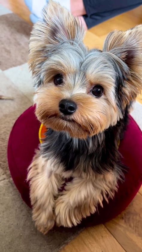 Yorkie Puppy Haircuts, Yorkie Puppy Cut, Yorkie Puppy Care, Yorkshire Terrier Grooming, Yorkie Cuts, Dog Yorkie, Yorkie Poodle, Yorkie Haircuts, Dog Tattoo Ideas