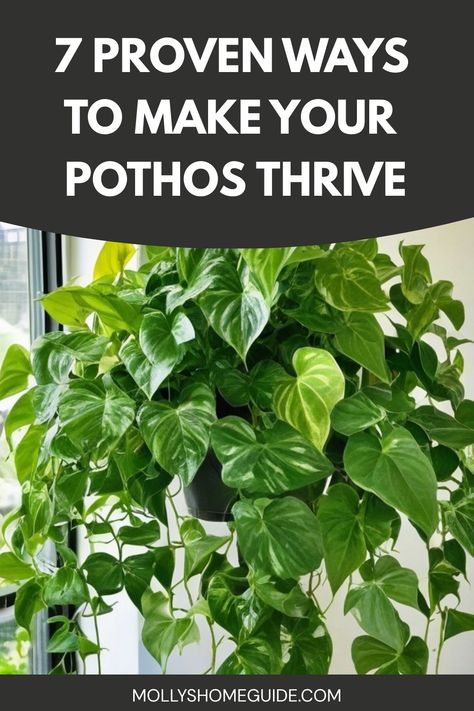 Discover the secrets to growing fuller pothos plants with these expert tips and tricks. Whether you're a beginner or seasoned gardener, learn how to care for your pothos and encourage lush, thriving growth. From proper lighting and watering techniques to fertilizing and pruning strategies, this guide covers everything you need to know about cultivating beautiful, vibrant pothos plants in your home or garden. How To Take Care Of A Pothos Plant, Caring For Pothos Plant, Pothos Indoor Ideas, Pothos Plant Care Tips, How To Style Pothos Plant, Leggy Pothos Plant, Golden Pothos Plant Care, Pothos Plant Ideas, Pathos Plant Decor Ideas