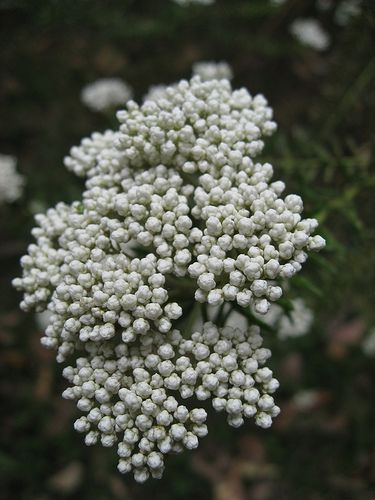 Rice Flower (Ozothamnus diosmifolius)...just discovered this a work yesterday, love the smell...very herbal. White Rice Flower, Rice Flower, Ecuadorian Roses, List Of Flowers, Flower Guide, Flower Spray, Reception Flowers, Diy Wedding Flowers, Wholesale Flowers