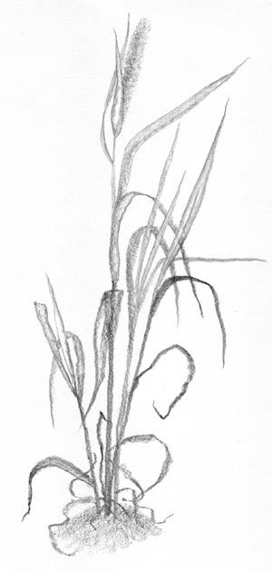 grass drawing | Tall Grass Sketch Tall Grass Tattoo, Tall Grass Drawing, Grass Sketch, Grass Drawing, Grass Clipart, Plant Sketches, Beach Grass, Types Of Grass, Realistic Rose