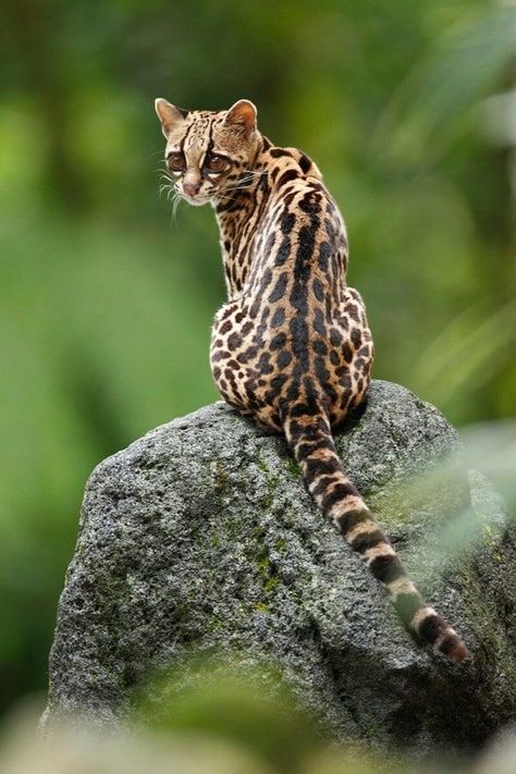 Margay Cat (Leopardus weidii) Central and South America Margay Cat, Small Wild Cats, Sand Cat, Spotted Cat, Jungle Cat, Exotic Cats, Pet Kitten, Airbrush Art, Cat Family