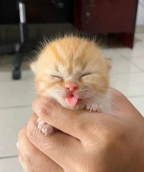 Cute Orange Kitten, Silly Kittens, Orange Kitten, Orange Kittens, Tiny Kitten, Funny Kitty, Cute Little Kittens, Silly Cats Pictures, Cute Cats Photos