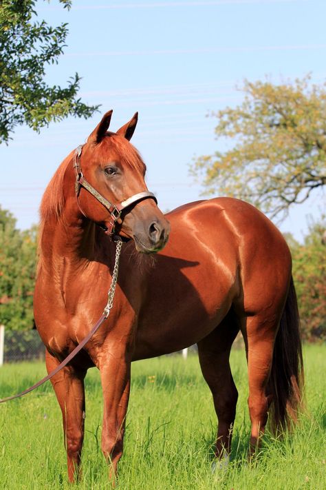 Chestnut Horses, Horse Reining, American Paint Horse, American Paint, American Quarter Horse, Chestnut Color, Chestnut Horse, Beautiful Horse, Wildlife Paintings