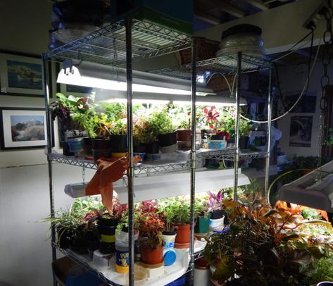 Basement Vegetable Garden, Greenhouse In Basement, Basement Plant Room, Basement Garden Ideas, Basement Grow Room Ideas, Basement Grow Room, Basement Hydroponics, Basement Gardening, Indoor Greenhouse Room