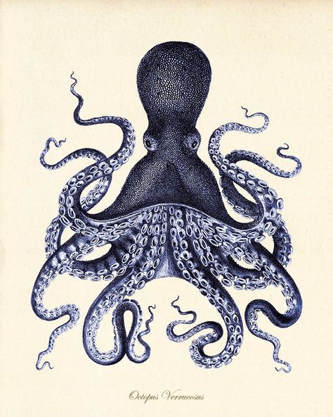 Octopus art print Antique prints old prints by AntiqueWallArt Ocean Life Art, Octopus Art Print, Octopus Illustration, Art Deco Illustrations, Old Prints, Vintage Octopus, Coral Art, Octopus Print, Art Nouveau Poster