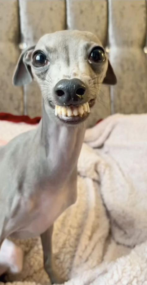 Grace Animal, Weird Animal Pictures, Derpy Animals, Deformed Dog, Weird Dogs, Ugly Dog, Deformed Animals, Funny Looking Dogs, Rat Dog