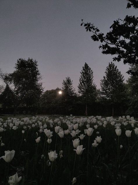 white tulips at night Tulip Flower Pictures, Dark Green Wallpaper, Dark Green Aesthetic, Night Flowers, Nothing But Flowers, Plant Aesthetic, Iphone Wallpaper Photos, Flower Therapy, White Tulips