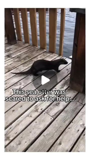 Animal Videos Cutest, Turtle Videos, Baby Animals Adorable, Cute Baby Animals Videos, Baby Sea Otters, Funny Animals Videos, Otters Cute, Sea Otters, Cutest Puppies