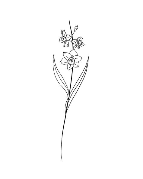 Fine Line December Birth Flower Tattoo, Holly And Narcissus Flower Tattoo, Minimalist Narcissus Tattoo, Fine Line Narcissus Tattoo, Narcissus Flower Tattoo December, Hiding Tattoos, Narcissus Flower Drawing, December Birth Flower Tattoo Narcissus, Birth Flower December