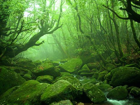 Yakushima, Cedar Forest, Forest Core, Kagoshima, Misty Forest, Natural Heritage, Princess Mononoke, Remote Island, Kyushu