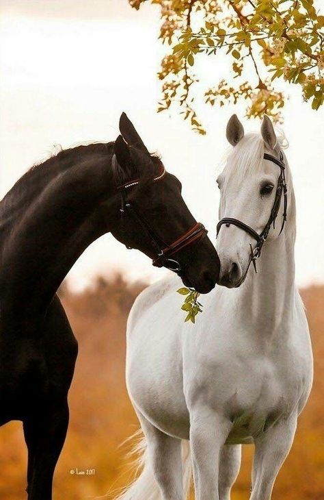 Beautiful Black Horse with a beautiful White Horse Black And White Horses, Ahal Teke, Era Victoria, Impossible Pie, Cute Horse Pictures, Beautiful Horse Pictures, Horse Wallpaper, Horse Aesthetic, Most Beautiful Horses