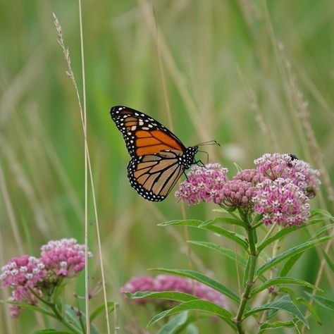 Is Milkweed a Perennial? The Lifecycle of Asclepias Syriaca - Bright Lane Gardens Asclepias Syriaca, Butterfly Milkweed, Butterfly Garden Plants, Milkweed Plant, Planting Peonies, Butterfly Plants, Native Flowers, Flower Gardening, Wildlife Gardening