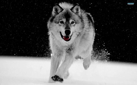 Wolf wallpapers Running, A Wolf, The Snow