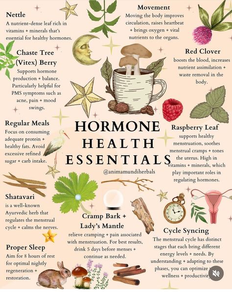 Hormone Harmony, Earth Connection, Luteal Phase, The Endocrine System, Nourishing Meals, Herbal Education, Chaste Tree, Hormonal Health, Medical Herbs