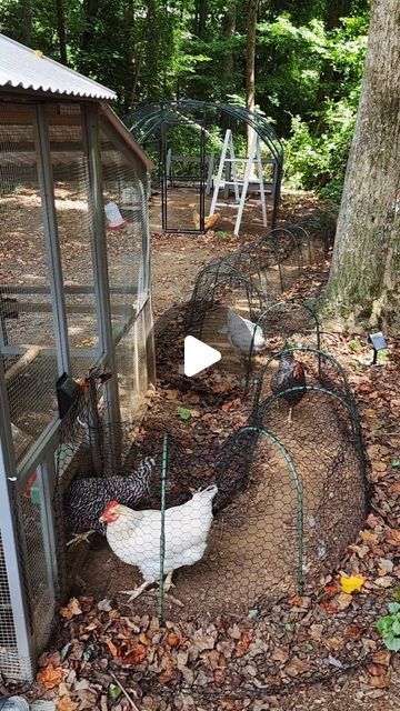 Diy Chicken Tunnel How To Build, Small Yard Chicken Run, Green House With Chicken Coop, Diy Chicken Chunnels, Chicken Coop On Slope, Diy Chicken Coop Backyard, Covered Chicken Coop, Chicken Pen Decor, Chicken Tunnel From Coop To Run