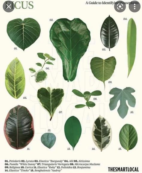 Plant Leaf Identification, Leaf Identification, Plant Identification, Foliage Plants, Plant Mom, Plant Collection, Fairy Gardens, Plant Lady, Tropical Plants