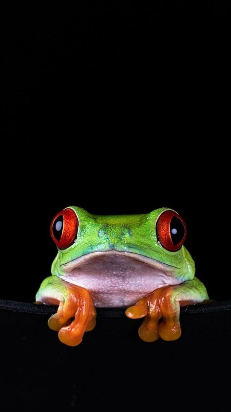 Frog Reference Photo, Frog Head Drawing, Frog Face Drawing, Pictures Of Frogs, Drawing Ideas Colorful, Frogs Wallpaper, Frog Images, Red Eyed Frog, Frog Face