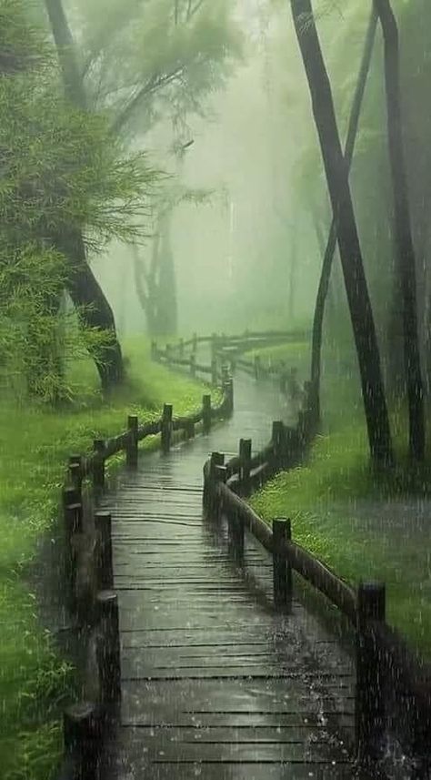 Image Zen, 숲 사진, Rainy Day Aesthetic, Dark Nature Aesthetic, Pretty Landscapes, 수채화 그림, Beautiful Locations Nature, Nature Gif, Rain Photography