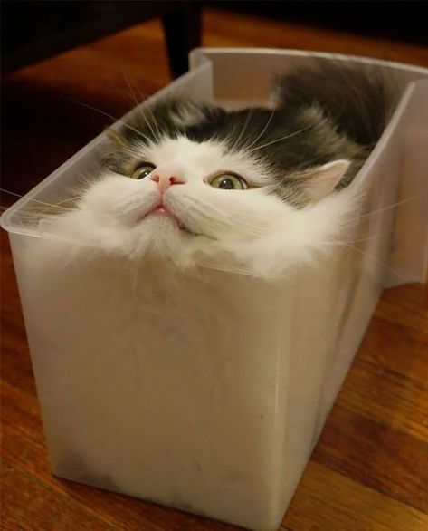 35 Funny Pictures of Cats Stuck in Places They Shouldn't Be #funnycats #funnyanimals #cats #lol #catmemes Cat Box, Cat Training, Funny Cat Memes, Pet Life, Funny Cat Pictures, Cat Sitting, Animal Jokes, Video Chat, Animal Memes