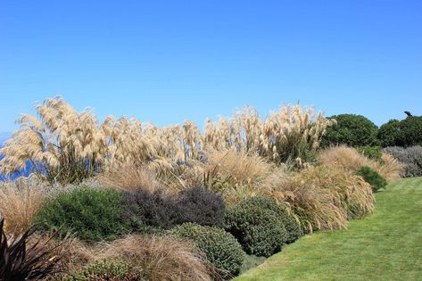 New Zealand Coastal Garden, Nz Coastal Garden Ideas, Tussock Garden Nz, Nz Native Planting, Nz Native Garden Landscape Design, Nz Native Garden, Garden Ideas Nz, Dunedin Nz, New Zealand Flax