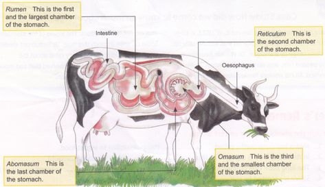 digestive-system-of-ruminant Cow Digestive System, 4-h Poster Ideas, Digestive System Model, Cow Stomach, Digestive System Anatomy, Cow Food, Veterinary School, Veterinary Science, Small Intestine